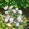lavenderr0020