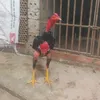 duyloi48