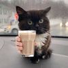 meowkslastnight