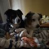 mywigglebabies