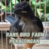 HOUSE BIRD JAYA