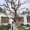lantuyet82