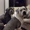 planet_bully