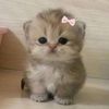 _aommie