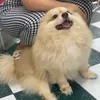 yensha_06