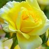 mohammedyousaf059