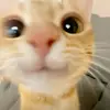 littlelephant_