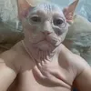 pidr_gnoinyi