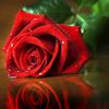 mona.refaat