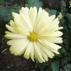 ahamd___678