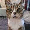 missyismycatsname