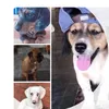 dogs.familyy