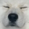 vitttttttttoria