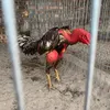 bachdinh92