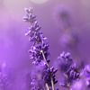 princesslavender18