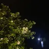 hongnga_3007