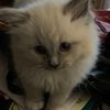 kitten_alaska