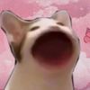 catto144