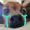 woofmeowbark