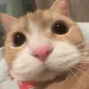 kpsocool_