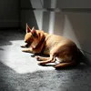 cookie_thechihuahua