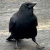 ☽ 𝐄𝐥𝐥𝐞 ☾ 🐦‍⬛