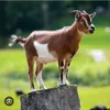 ziegen_goat