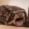 berrihwa_