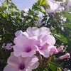 user5100859618370