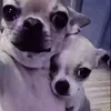 lol_0789582901