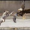 bilalshabbirr985