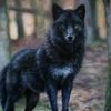 onlyshadowwolf
