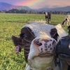 ___cow__
