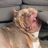 diesel_xlbully