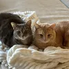 nalaandnugget