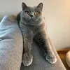 bluethelittlekitty