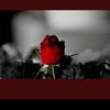 majeed.d