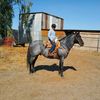 the209horseguy