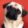 jetson_thepug