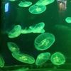jellyfishqw3