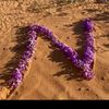 norah_qq