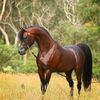 الخيل