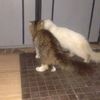 anarkittyz