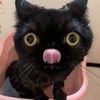 salmonyakizsoidu_