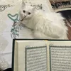doha.amerr