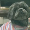 heijitheshihtzu