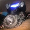 lurkerneo
