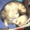 ferretdad93
