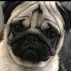 ak_fawnstars