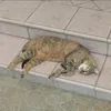 ehilabob